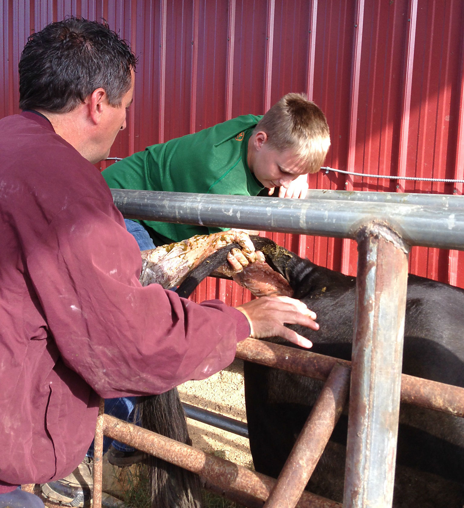 First Job Shadow Experience is With Veterinarian